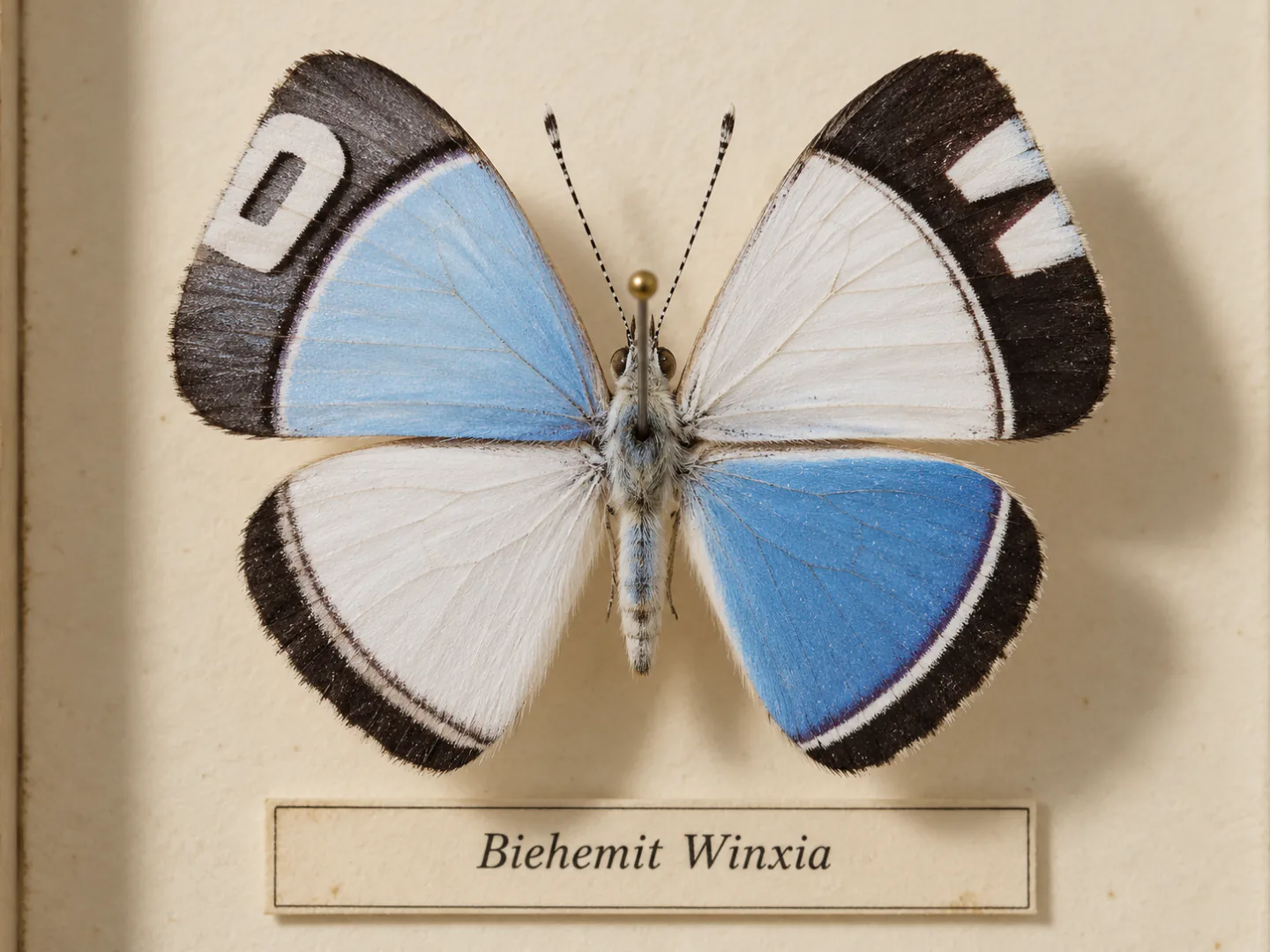 A pinned butterfly with blue, white, and black wings patterned after the BMW logo.